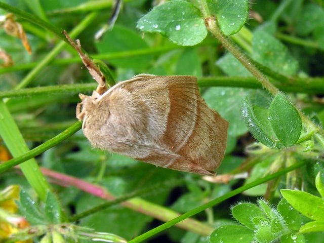 Lasiocampidae mi pare - Macrothylacia rubi